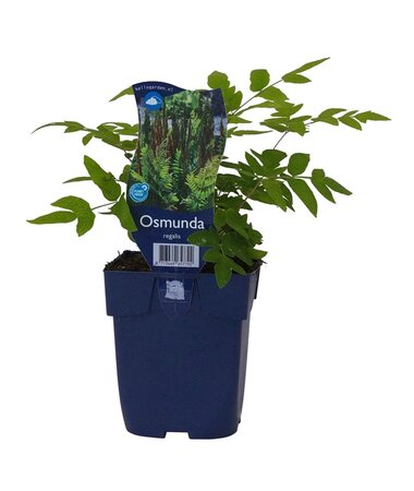 Osmunda regalis - afbeelding 1