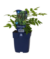 Osmunda regalis - afbeelding 2