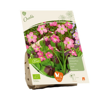 Oxalis bio10st