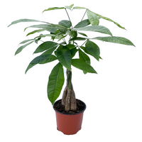 Pachira aquatica pot 12cm