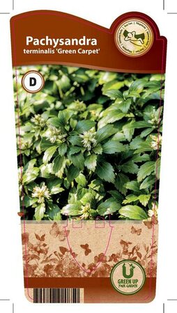 Pachysandra ter. 'Green Carpet'