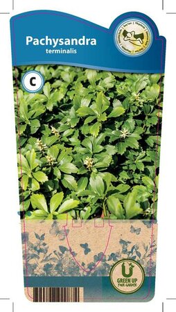 Pachysandra terminalis