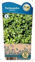 Pachysandra terminalis