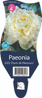 Paeonia (LD) D. de Nemours P11