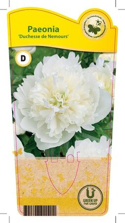 Paeonia (LD) 'Duchesse de Nemours'