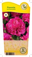 Paeonia (LD) 'Karl Rosenfield'