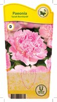 Paeonia (LD) 'Sarah Bernhardt'