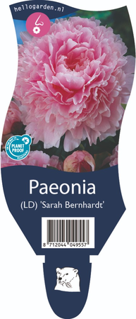 Paeonia (LD) 'Sarah Bernhardt'