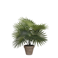 Palm in pot d35h40cm groen