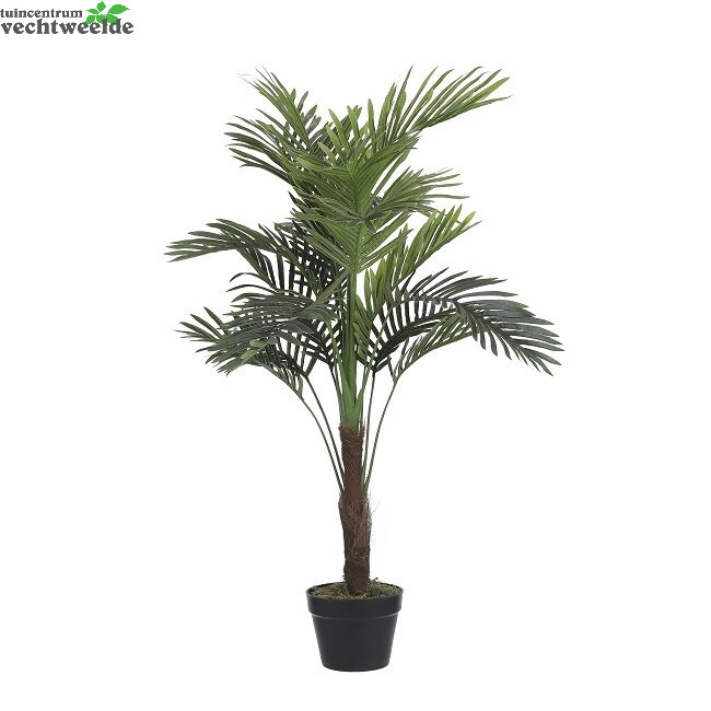 Verandering Negende Kietelen Palm in pot d70h110cm groen (Zijde-plant) - Tuincentrum Vechtweelde