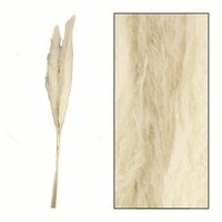 Pampas gras l115cm gebleekt