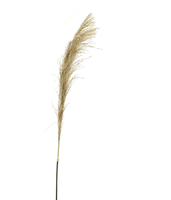 Pampastak gras l120cm beige (Zijde-tak)