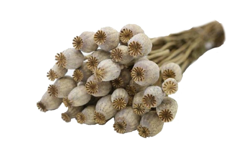 Papaver hoes display naturel