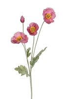 Papaver l60cm oud roze
