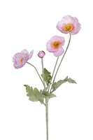 Papaver l60cm roze