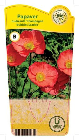 Papaver nud. 'Champagne Bubbles'