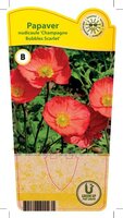 Papaver nud. 'Champagne Bubbles'