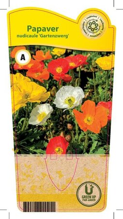 Papaver nud. 'Gartenzwerg'