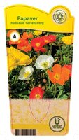 Papaver nud. 'Gartenzwerg'