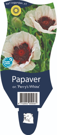 Papaver o. 'Perry's White'