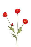 Papaversteel x4 l60cm rood