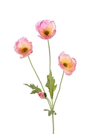 Papaversteel x4 l60cm roze