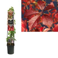 Parthenocissus Engelmannii 3.0