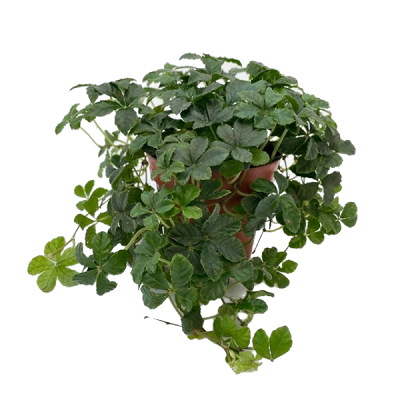 Parthenocissus striatha. pot 12cm