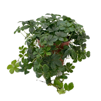 Parthenocissus striatha. pot 12cm