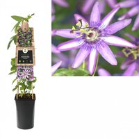 Passiflora Amethyst P16 3.0