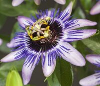 Passiflora cae. 'Damsel's Delight'®