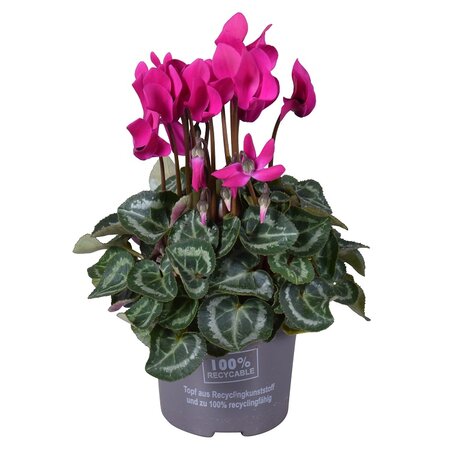 Patio cyclaam mix p10 - afbeelding 1