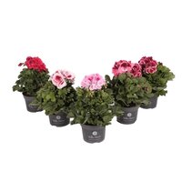 Pelargonium grandiflorum pot 12cm. Per stuk