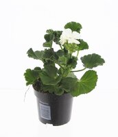Pelargonium peltatum/zonale p 10,5