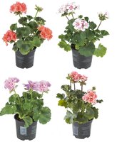 Pelargonium zonale P10,5