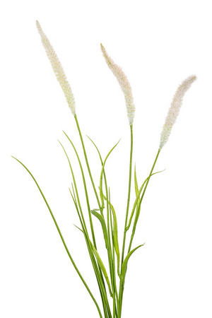 Pennisetum/grassteel l70cm creme