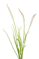 Pennisetum/grassteel l70cm creme