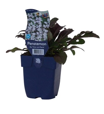 Penstemon dig. 'Onyx & Pearls' - afbeelding 1