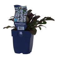 Penstemon dig. 'Onyx & Pearls' - afbeelding 2