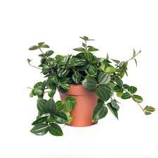 Peperomia Ang. Roc. Scuro.  P12