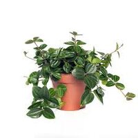 Peperomia Ang. Roc. Scuro. P12