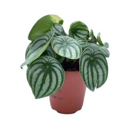 Peperomia argyreia pot 12cm.