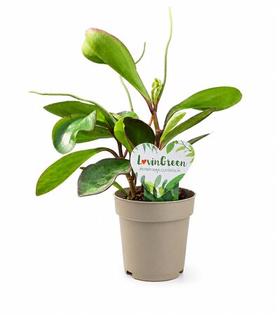 Peperomia clusiifolia 'Red Margin'