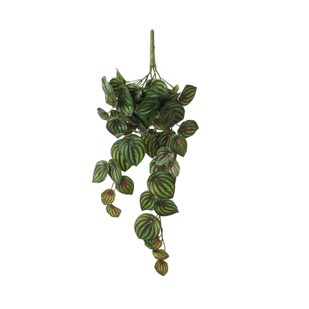 Peperomia hang l58b20h14cm groen (Zijde-plant)