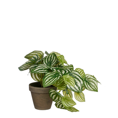 Peperomia in pot d20h20cm groen
