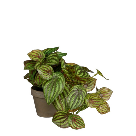 Peperomia in pot d20h20cm groen