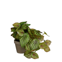 Peperomia in pot d20h20cm groen