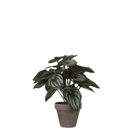 Peperomia in pot d23h24cm donker groen (Zijde-plant)