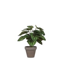 Peperomia in pot d23h24cm groen (Zijde-plant)