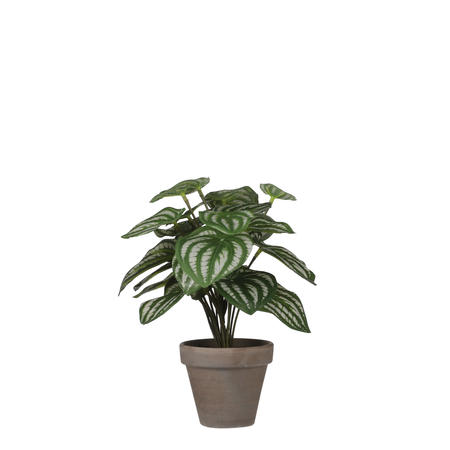 Peperomia in pot d23h24cm l.groen (Zijde-plant)